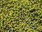 Free Flower Background Stock Photos - 5664283