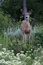 Free Mule Deer In The Flowers Stock Photo - 5668980