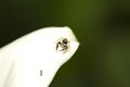 Free Spider S Lunch Stock Images - 5671664