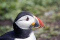 Free Puffin Portrait Royalty Free Stock Photography - 5675217