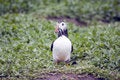 Free Puffin Ewith Sand Eels In It S Beak Stock Images - 5675464