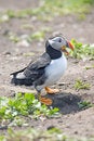 Free Puffing On Ground With Beak Open. Stock Photography - 5675552