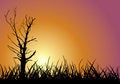 Free Tree Outline On Sunset. Stock Photos - 5677743
