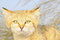 Free Wild Cat Royalty Free Stock Photo - 5671075