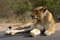 Free Lioness Basking In The Sun Stock Photo - 5673130