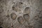 Free Beast Footmark Royalty Free Stock Image - 5676366