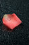 Free Piece Of Rose Petal Stock Photography - 5679452