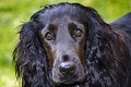 Free Black English Spaniel Portrait Stock Photos - 5682103