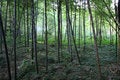 Free Bamboo Stock Photo - 5685820
