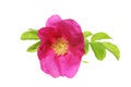 Free Magenta Rose Stock Photos - 5687293