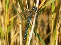 Free Blue Dragonfly Royalty Free Stock Photography - 5687497