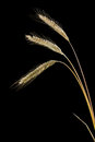 Free Rye Ears Stock Image - 5688771