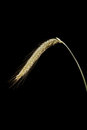Free Rye Ears Royalty Free Stock Photos - 5688798