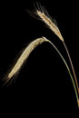 Free Rye Ears Stock Photos - 5688823
