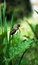Free The Southern Hawker (Aeshna Cyanea), Emerged Stock Photography - 5685212