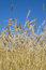 Free Wheat Stock Photo - 5686430