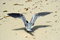 Free Bird Is Taking-off. The First Flight. Royalty Free Stock Photos - 5687708
