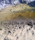 Free Small Tadpoles 2 Royalty Free Stock Photo - 5693685