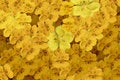 Free Flowers Cascade Stock Images - 5695154