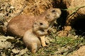 Free Baby And Parent Prairie-dog Royalty Free Stock Photo - 5695925
