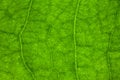 Free Macro Leaf Veins Royalty Free Stock Photo - 5698005
