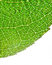 Free Rose Leaf Royalty Free Stock Image - 5690686