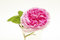 Free Dog-rose In A Glass Stock Image - 5693351