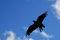 Free Silhouette Of Bird Of Prey Royalty Free Stock Photos - 5694248