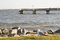 Free Seagull And Pier Royalty Free Stock Photography - 5699897