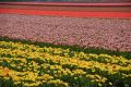 Free Flowers Of Holland Royalty Free Stock Image - 574346