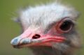 Free Ostrich Beak Stock Image - 575001
