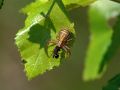Free Spider Xysticus Cristatus, Eating An Ant. Royalty Free Stock Photo - 575975
