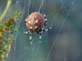 Free Spider Araneus Quadratus. Royalty Free Stock Photography - 575977
