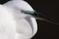 Free Egret 2 Stock Images - 576334