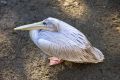 Free Birds Eye View Of Large Pelican With Long Yellow Beak Stock Photo - 576550