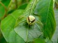Free Spider Flower. Stock Photo - 578630
