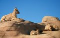 Free Watchful Sheep Royalty Free Stock Image - 579946