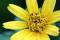 Free Yellow Flower Stock Photography - 571222