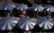 Free Umbrellas Stock Images - 572304