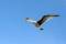 Free Seagull In Flight Royalty Free Stock Photos - 577248