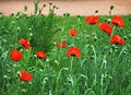 Free Red Maquis Stock Photos - 5700013