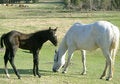 Free Pony & Babymomma Stock Images - 5706504