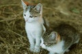 Free Mammals Stock Photography - 5707732