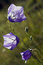 Free Little Blue Flowers Stock Photo - 5703420