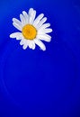 Free Daisy On The Blue Plate Stock Images - 5711224