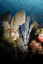 Free Soft Coral Seascape Stock Photo - 5712090