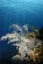 Free Gorgonian Seascape Royalty Free Stock Photos - 5712108