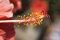 Free Got Stamen Royalty Free Stock Photos - 5712828