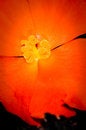 Free Stamen,pistil And Pollen Royalty Free Stock Photo - 5713145