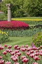 Free Flowerbed Of Tulips Stock Image - 5718941